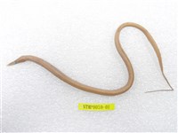 藏品(線尾鴨嘴鰻)的圖片